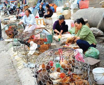 Áp tết, dịch cúm rình rập