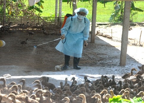 Local authorities pasteuried large areas to prevent spread of infection (Photo: VNexpress)