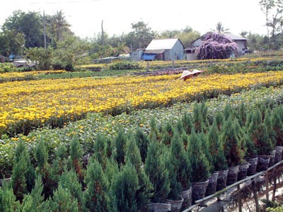 One of flower villages in Sa Dec Town in Dong Thap Province in the Mekong delta ( Photo: Cat Tuong )