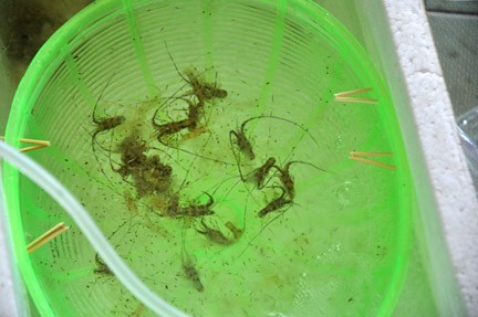Young lobsters harvested in Quang Ngai Province (Source: baoquangngai)