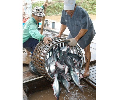 Farmers harvesting tra fish in An Giang Province in the Mekong Delta (Photo: SGGP)