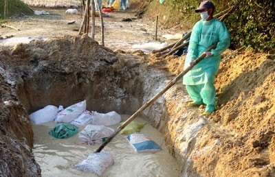 Virus infected fowls are buried in Duc Pho (Photo: SGGP)