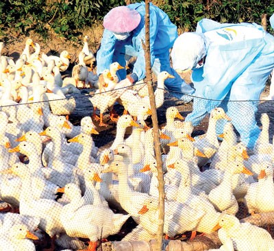 Veterinarians vaccinate ducks against A/H5N1 virus in Duc Pho District, Quang Ngai Province (Photo: SGGP)