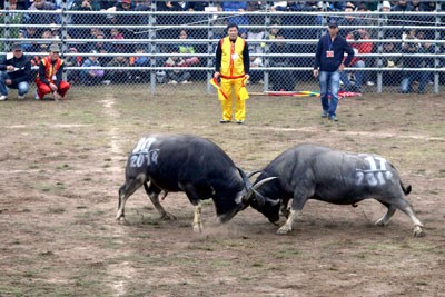 A buffalo fighting festival in Phu Tho
