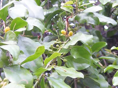 Cây Tầm gửi gạo và tác dụng chữa bệnh