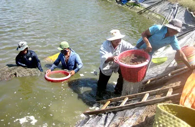 Là xã nông thôn mới thí điểm của Trung ương, xã Mỹ Long Nam (Cầu Ngang, Trà Vinh) đột phá vươn lên từ mô hình nuôi tôm. Ảnh: HUỲNH LỢI