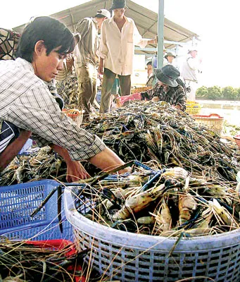 Thu hoạch tôm càng ở ĐBSCL. Ảnh: Cao Phong