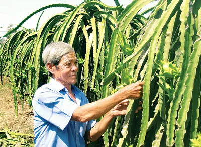 Nông dân huyện Châu Thành (Long An) phát triển mạnh mô hình nông thôn mới nhờ trúng giá thanh long. Ảnh: Huỳnh Lợi