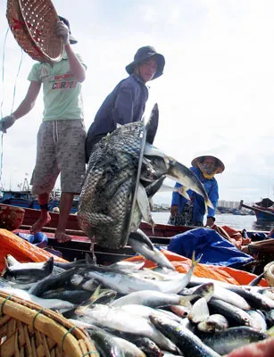 Đảm bảo đầu ra cho sản phẩm để thu nhập người lao động nghề biển được ổn định, yên tâm bám biển. Ảnh: NGUYÊN KHÔI