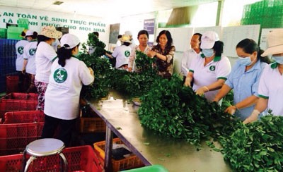 Members of Phuoc An Cooperative prepare safe vegetables (Photo: SGGP)