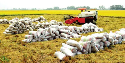 Hàng tấn lúa chờ ngoài đồng do thiếu nhân công bốc vác.