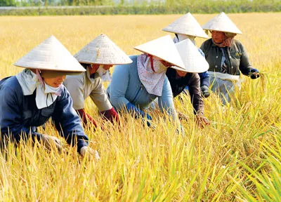 Nhóm khử lúa lai trên cánh đồng lúa giống.