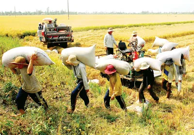 Nông dân trúng đậm vụ lúa đông xuân.