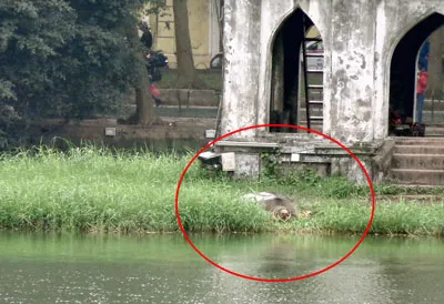 Cụ rùa Hồ Gươm nổi lên và nằm nghỉ dưới chân Tháp Rùa