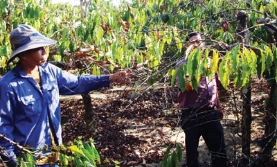 Nông dân xã Hà Mòn, huyện Đăk Hà (Kon Tum) rầu rĩ vì vườn cà phê không có nước tưới.