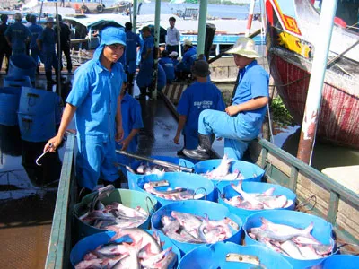 Cần liên kết phát triển bền vững nghề nuôi cá tra. Ảnh: HUỲNH LỢI