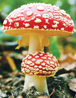 Các loại nấm màu sắc sặc sỡ có nguy cơ gây độc rất cao