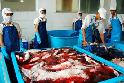 ĐBSCL: Giá cá tra tăng đột biến