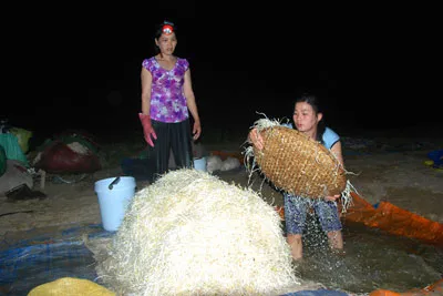 Giá được rửa sạch cát, trắng tinh.