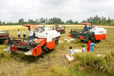 Lúa hàng hóa ở ĐBSCL tràn ngập nhưng tiêu thụ quá chậm. Ảnh: CAO PHONG