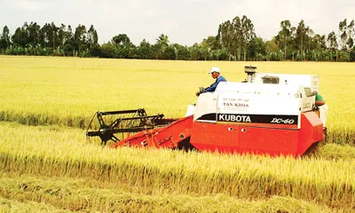 Lúa đông xuân: Giá giảm, khó tiêu thụ