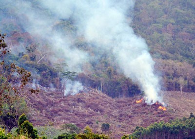 Controlled fires for cultivation are one of reason of wildfires in the Central Highlands (Photo: SGGP)