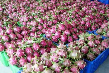 The United States Patent and Trademark Office has granted trademark certificates for Chau Thanh dragon fruit. (Photo: KK)