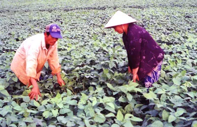 Nông dân Lai Vung (Đồng Tháp) trồng đậu nành. Ảnh: HUỲNH LỢI