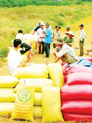 Giá lúa thấp nhưng nhiều nông dân phải bán lúa tại ruộng để trang trải chi phí. Ảnh: CAO PHONG