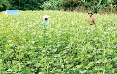 Thách thức sản xuất nông nghiệp