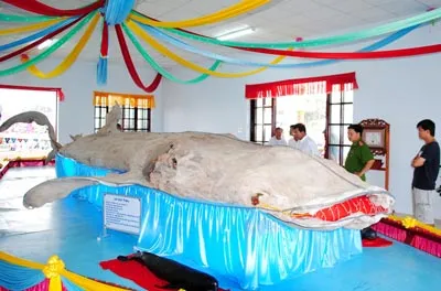 Lăng Ông Nam Hải thờ cá ông nhồi bông lớn nhất Việt Nam.