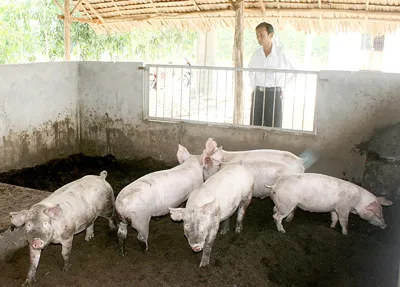 Ngành chăn nuôi: Tái cơ cấu theo hướng nào?