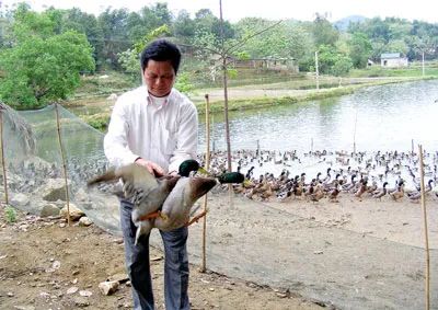 “Vua” vịt bầu nuôi vịt trời