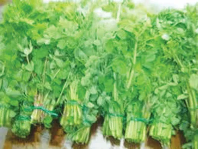 Ăn rau chùm ngây tốt cho sức khỏe