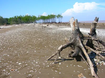 Bến Tre: Cát lấn rừng phòng hộ