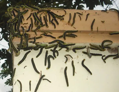 Sâu "tấn công" nhà dân