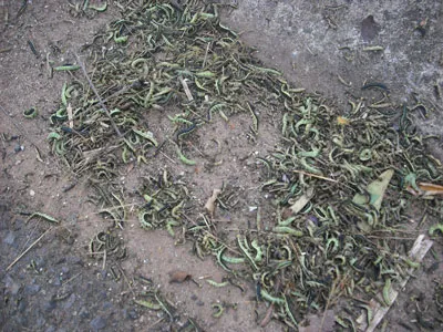 Sâu được quét, gom thành đống.