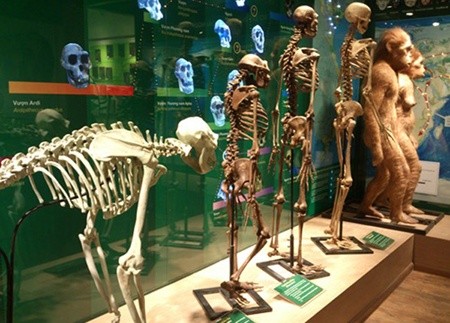 In the beginning: A display on the evolution of living things at the Viet Nam National Museum of Nature. — Photo vietq.vn