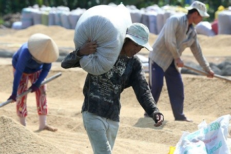 Farmers harvest and dry rice in the Mekong Delta province of Hau Giang's Vinh Thuan Tay Commune. The Delta has failed to fulfill its agricultural potential despite thirty years of industrialisation and modernisation, experts said.— VNA/VNS Photo Duy Khuong