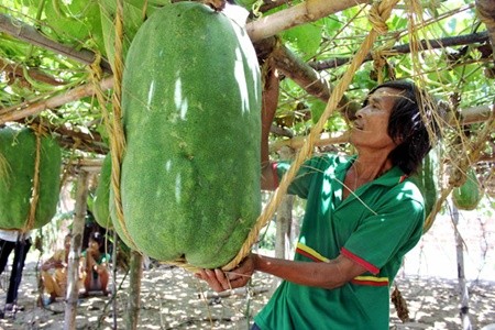 A farmer in Binh Dinh Province's My Tho Commune harvests giant winter melons. — VNS Photo Ly Kha