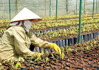 Nông dân đang ươm mầm cây ca cao.