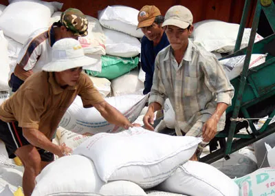 Các tỉnh ĐBSCL cần xây dựng chuỗi giá trị cho sản xuất và xuất khẩu gạo. Ảnh: MINH TRƯỜNG