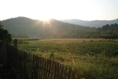 Cánh đồng của gia đình Jon Jandai