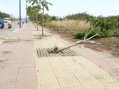 Nên chống đỡ cây mới trồng