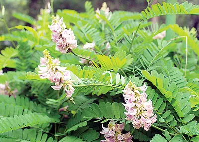 Sử dụng thuốc Nam trị xoang sao cho hiệu quả?