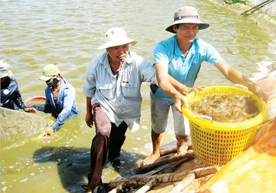 Thu hoạch tôm thẻ tại Long Phú, Sóc Trăng