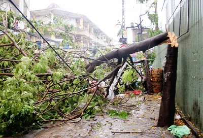 Cây xanh gãy tại giao lộ Nguyễn Trãi - Phùng Hưng.