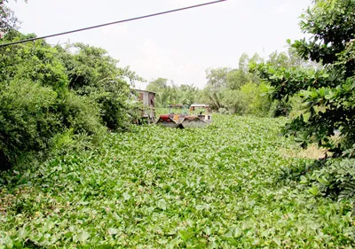 Sông, rạch Sài Gòn tắc vì bèo