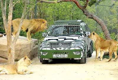 “Người vào cho thú xem” - cách nói vui của du khách về chuyến phiêu lưu sinh thái, quan sát cận cảnh các loài động vật hoang dã nô đùa trong môi trường sống thả tự do ở công viên Everland.