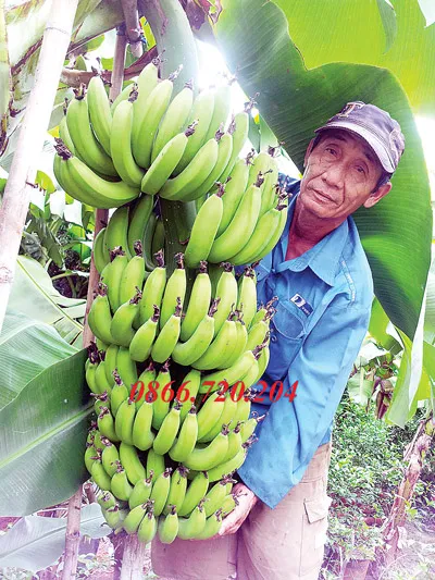 Trồng chuối cấy mô cho thu nhập cao